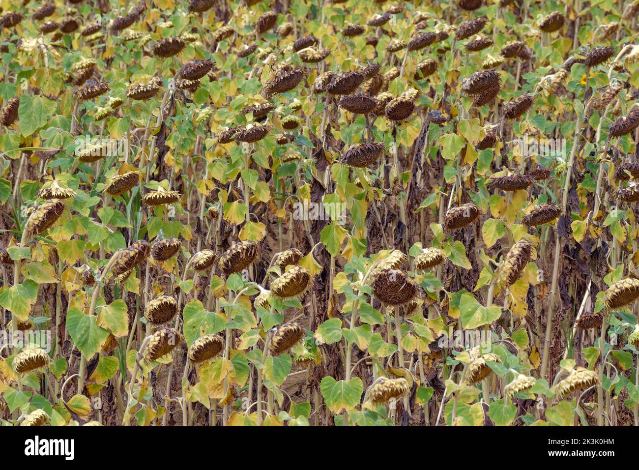 Échec de récolte de tournesol. En raison de la sécheresse. Banque D'Images