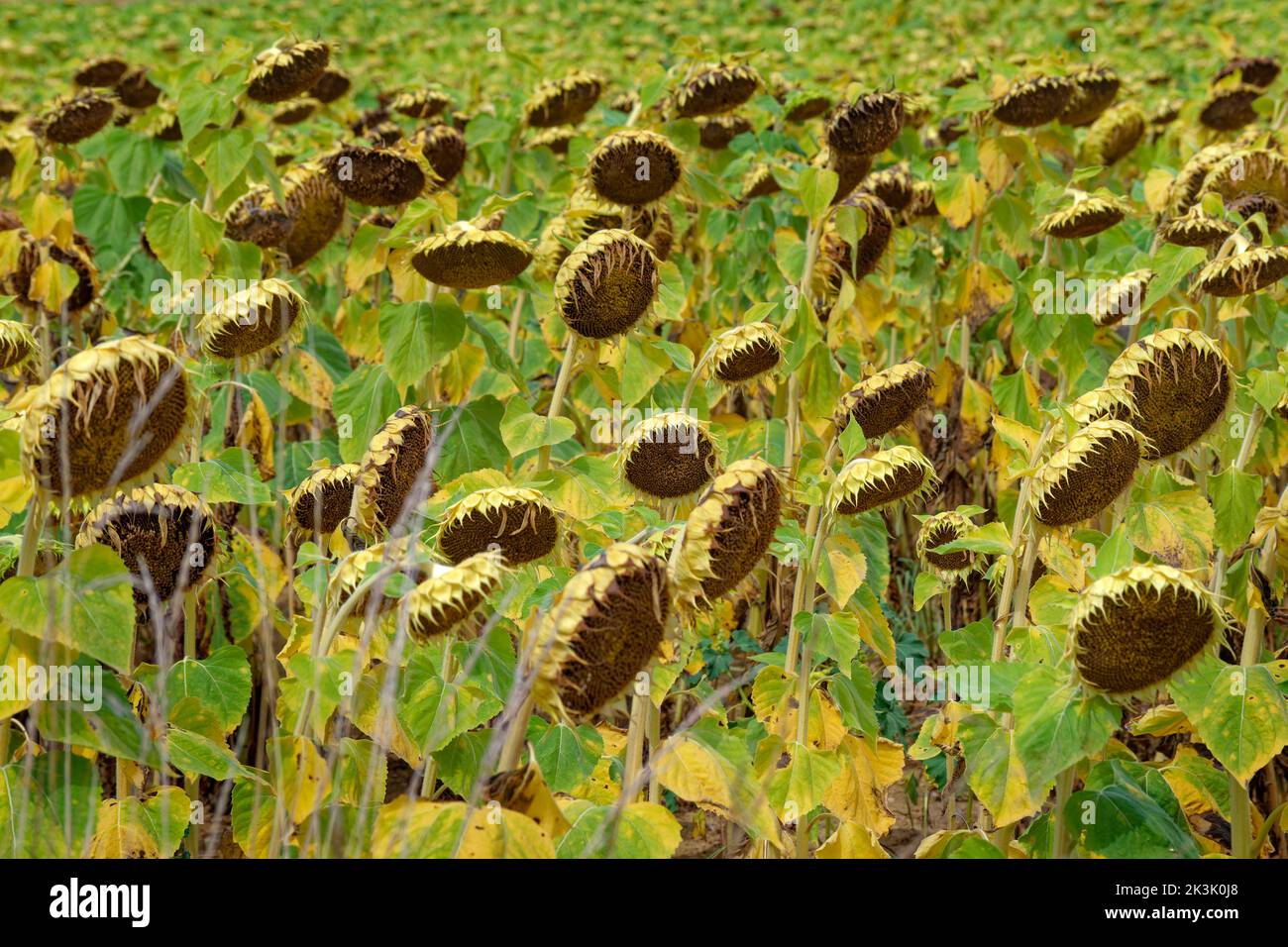 Échec de récolte de tournesol. En raison de la sécheresse. Banque D'Images