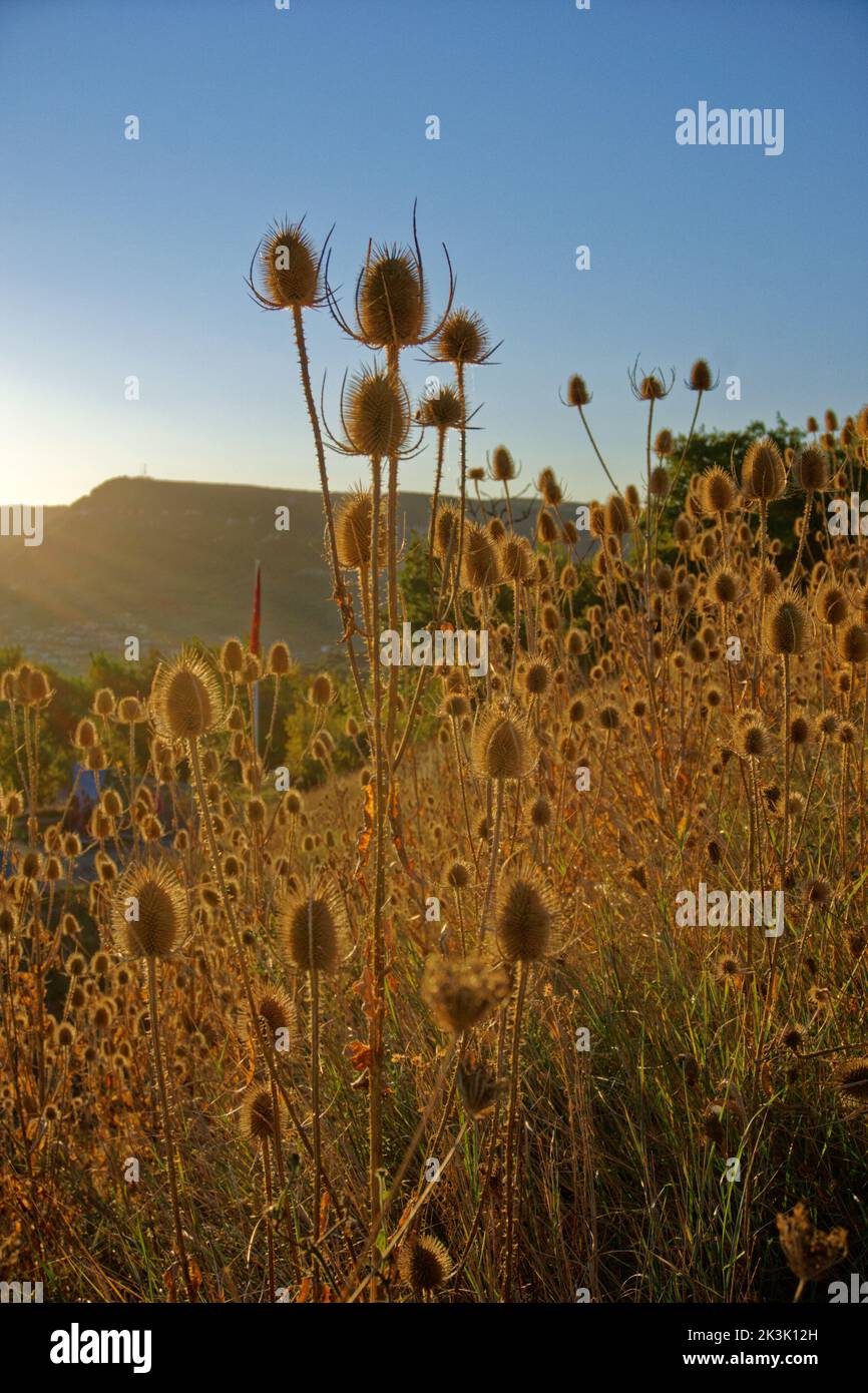 Petites fleurs à l'automne. Banque D'Images