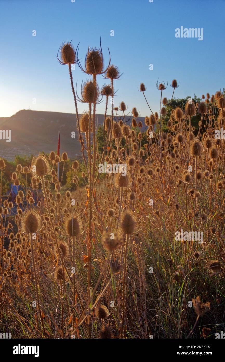 Petites fleurs à l'automne. Banque D'Images