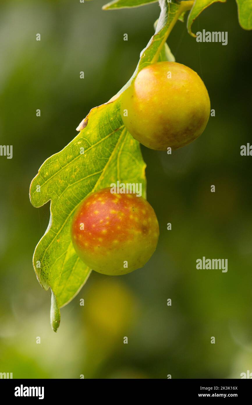 Cynips quercusfolii, Galle de cerisier sur le dessous de la feuille de chêne Pedunculate, chêne anglais, Quercus robur, acorns, septembre, Banque D'Images