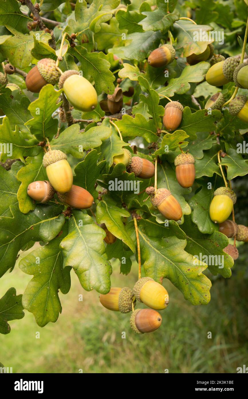 Chêne Pedunculate, chêne anglais, Quercus robur, acorns, chargé de nombreux acorns après la sécheresse en été, Sussex, Royaume-Uni, septembre, Banque D'Images