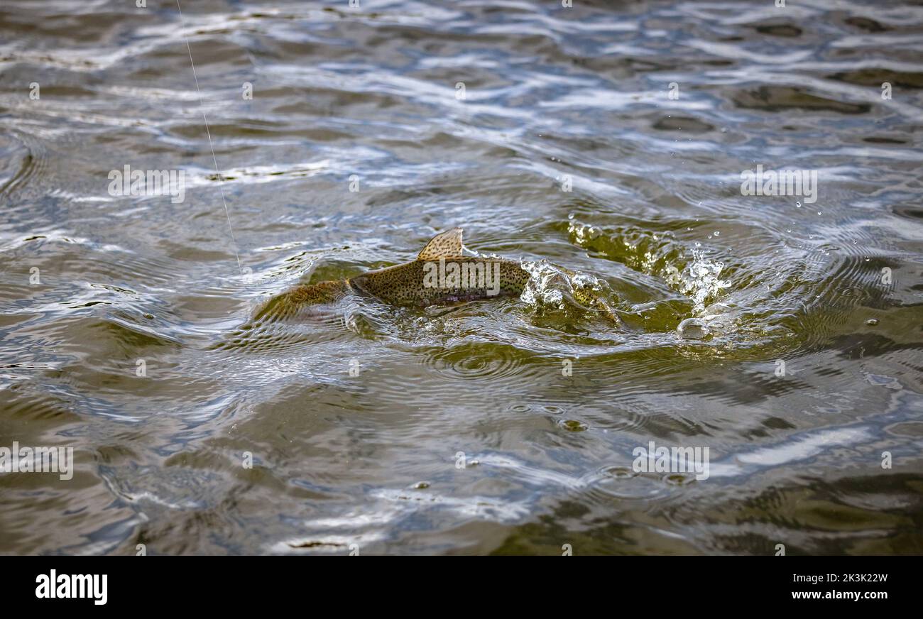 Pêche à la truite sur Thornton Reservoir, Leicester, Angleterre Banque D'Images