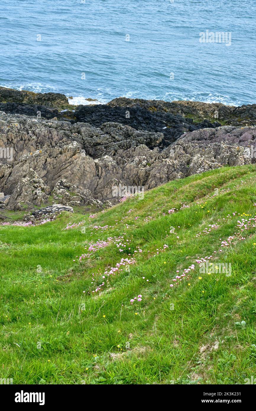 Des fleurs sauvages décorent une rive menant à la rive rocheuse de la mer d'Irlande sur la péninsule de Llyn, le long du Wales Coast Path Banque D'Images