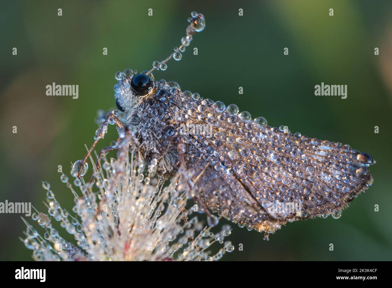 Un petit Swift Moth de marque couvert de rosée du matin Banque D'Images