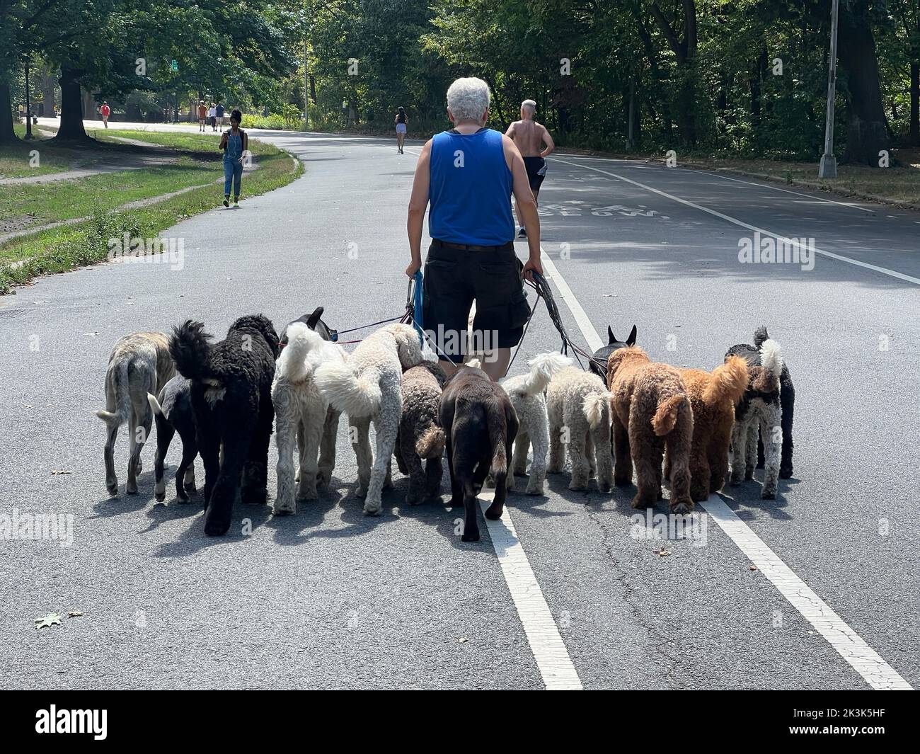 Vétéran professionnel chien marcheur avec 13 chiens marchent en harmonie sur la route à Prospect Park, Brooklyn, New York. Banque D'Images