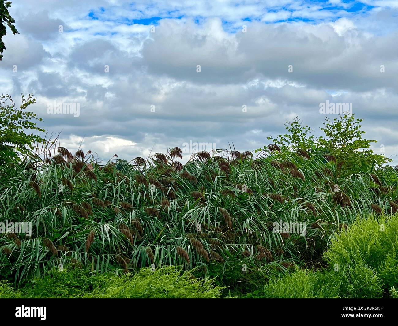 Nuages et herbes le long du lac à Prospect Park, Brooklyn, New York. Banque D'Images
