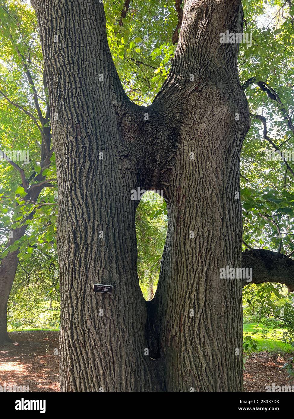 Unique Caucasien Linden Tree où deux troncs ont grandi ensemble pour le soutien mutuel. Prospet Park, Brooklyn, New York. Banque D'Images