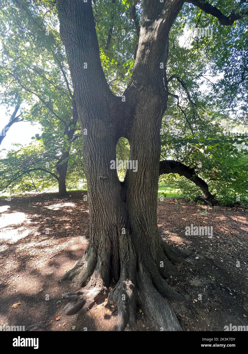 Unique Caucasien Linden Tree où deux troncs ont grandi ensemble pour le soutien mutuel. Prospet Park, Brooklyn, New York. Banque D'Images