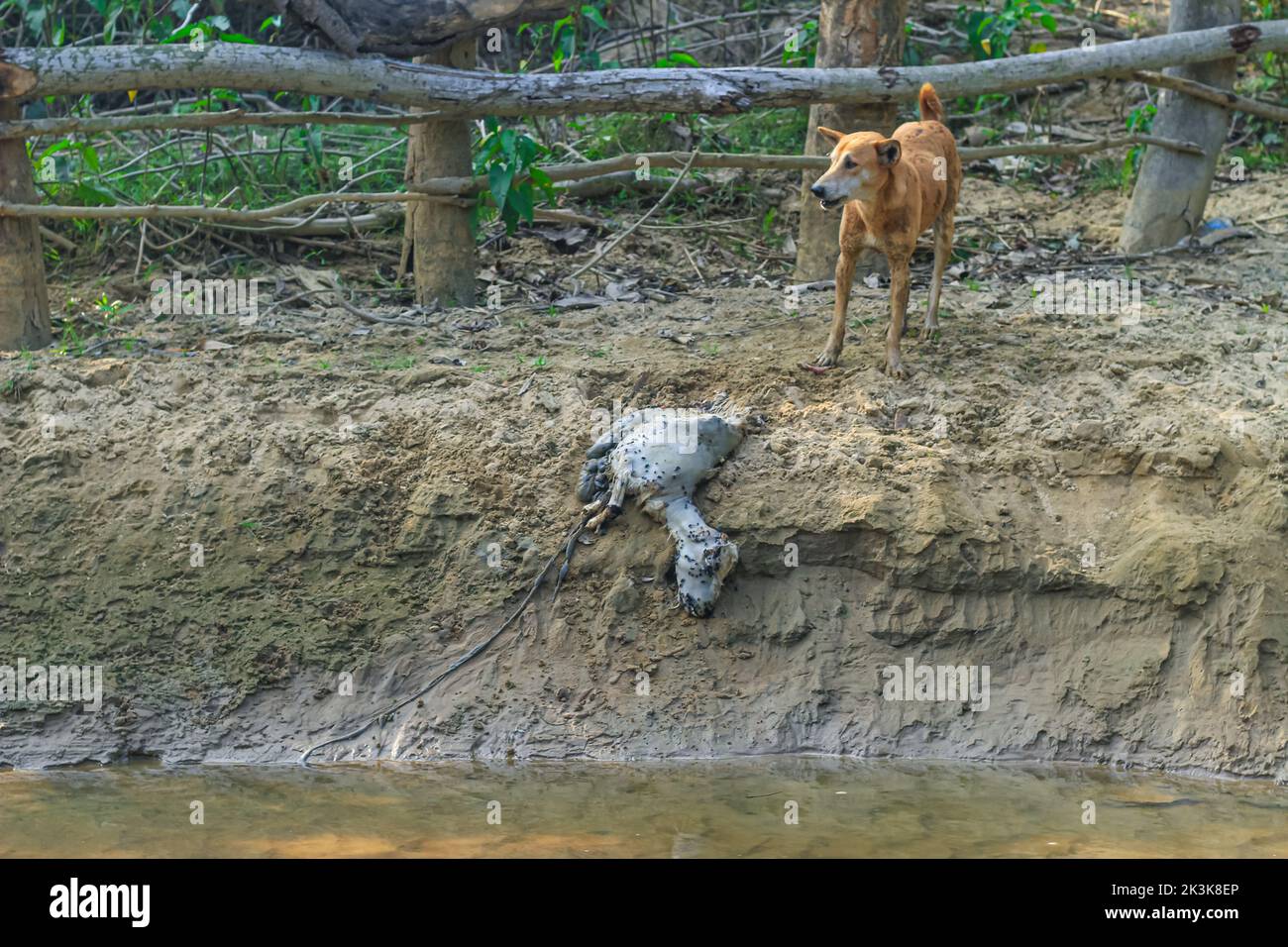 Un chien mange une chèvre pourrie sur la rive de la rivière. Paysage extérieur photo de la rue chien sauvage manger un corps mort d'une chèvre. Banque D'Images