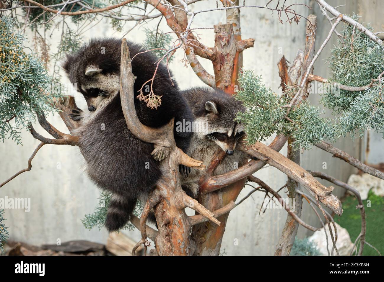 Le panda rouge alias le panda inférieur avec une fourrure dense brun rougeâtre avec un ventre et des jambes noirs, des oreilles bordées de blanc, un museau pour la plupart blanc et une queue annelée Banque D'Images
