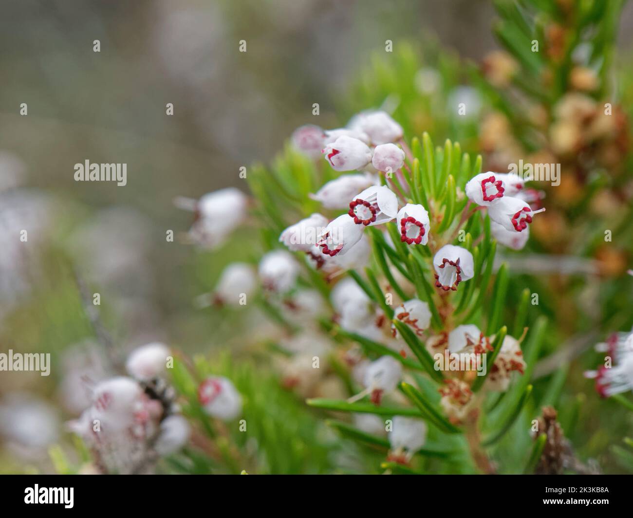 Souche de la lande de Cornouailles (Erica vagans), forme blanche, floraison sur la lande côtière alcaline, le Lizard, Cornwall, Royaume-Uni, septembre. Banque D'Images
