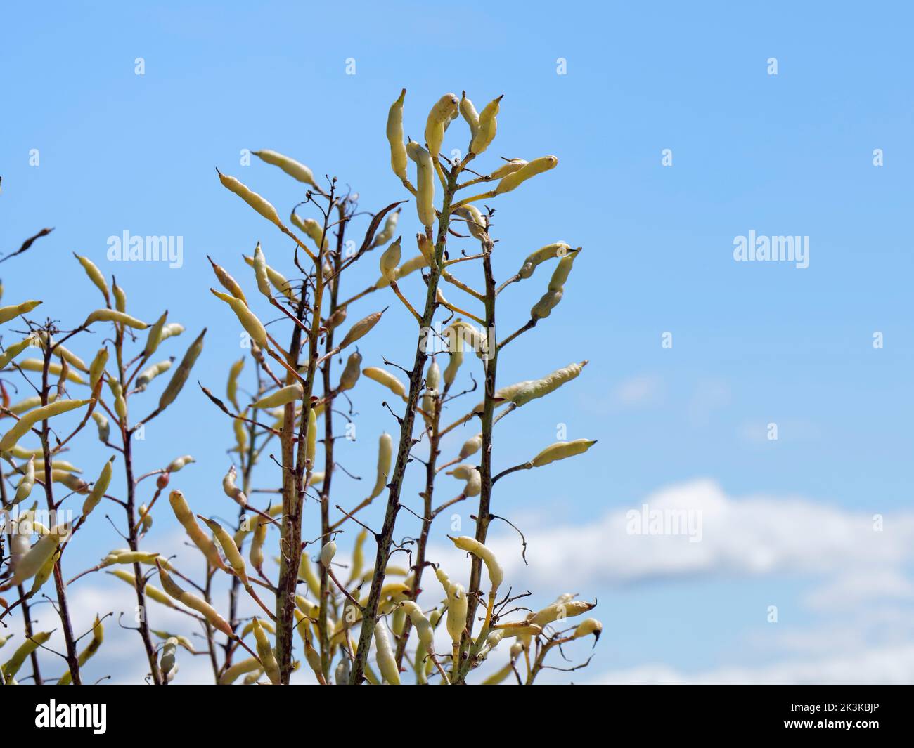 Chou de mer (Brassica oleracea var. Oleracea), gousses de graines en maturation sur le sommet de la falaise côtière calcaire, Handfast point, Dorset, Royaume-Uni, juillet. Banque D'Images