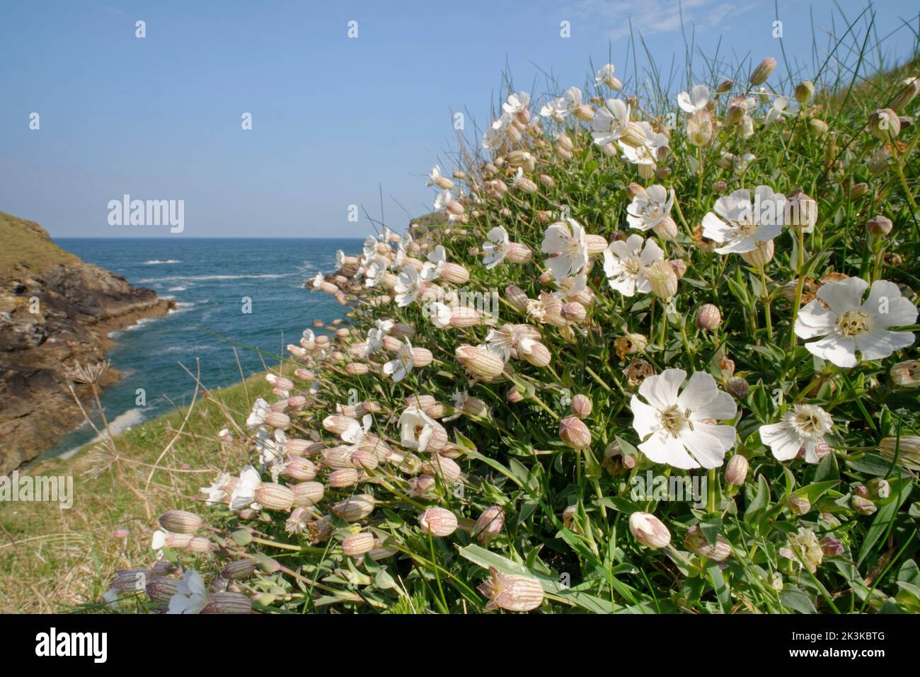 Le campion de mer (Silene maritima) fleurit sur un promontoire côtier, près de Port Isaac, Cornwall, Royaume-Uni, avril. Banque D'Images