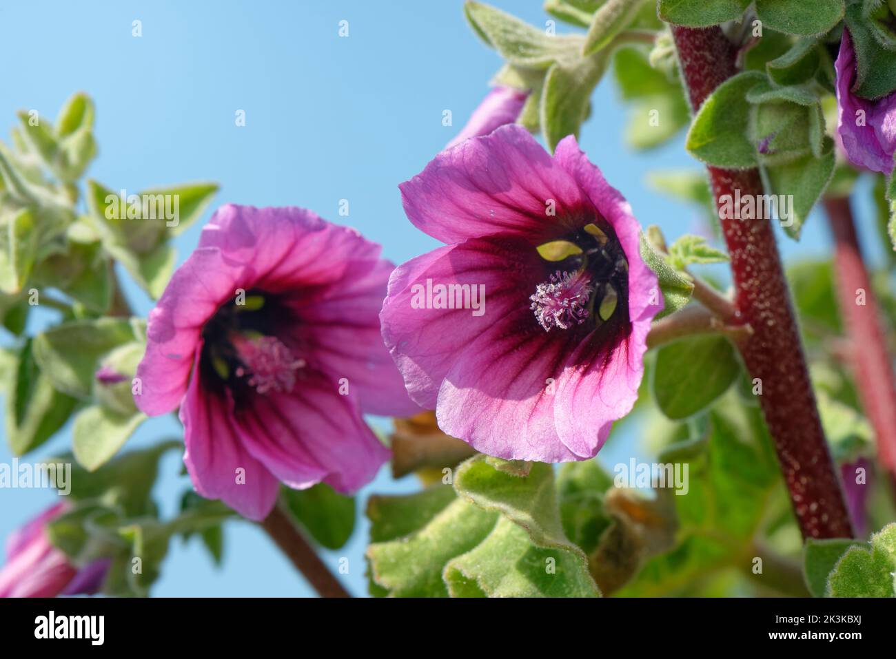 Fleurs de la méche des arbres (Malva arborea = Lavatera marítima), Trevose Head, Cornwall, Royaume-Uni, avril. Banque D'Images