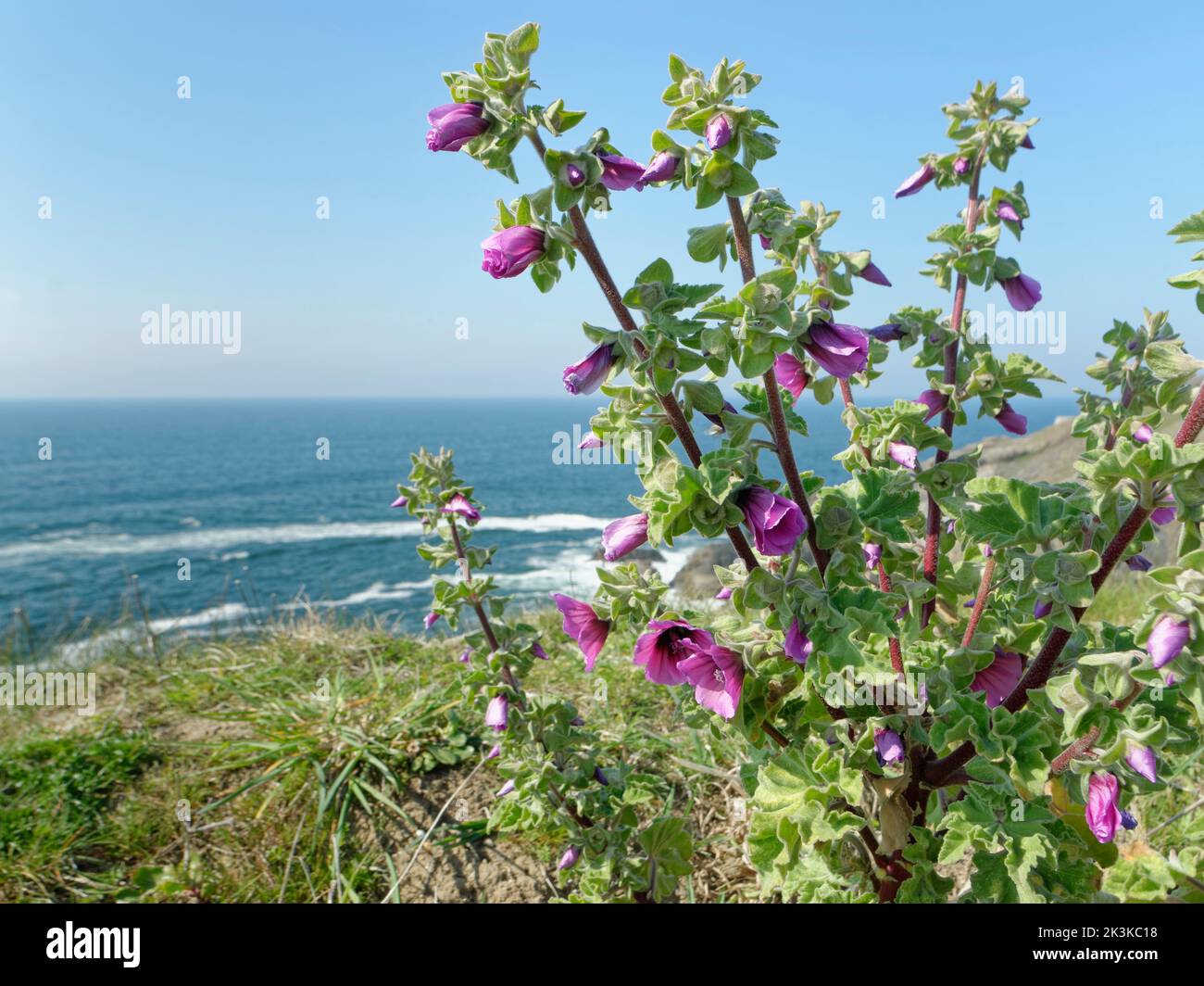 La plante des arbres (Malva arborea = Lavatera marítima) fleurit sur les prairies à sommet de falaise, Trevose Head, Cornwall, Royaume-Uni, avril. Banque D'Images