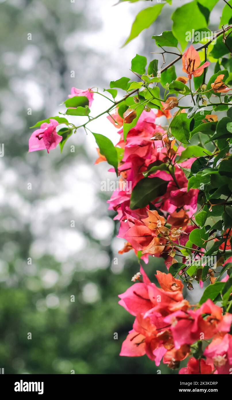 Le bougainvillea glabra ou fleur de papier est l'espèce de bougainvillea la plus courante utilisée pour le bonsaï. Fleurs roses bougainvilliers gros plan. Banque D'Images