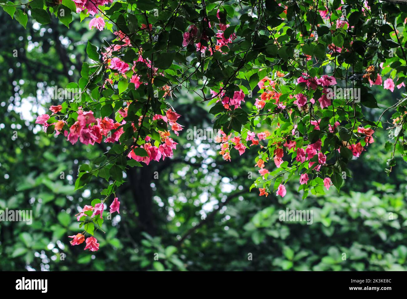 Le bougainvillea glabra ou fleur de papier est l'espèce de bougainvillea la plus courante utilisée pour le bonsaï. Fleurs roses bougainvilliers gros plan. Banque D'Images