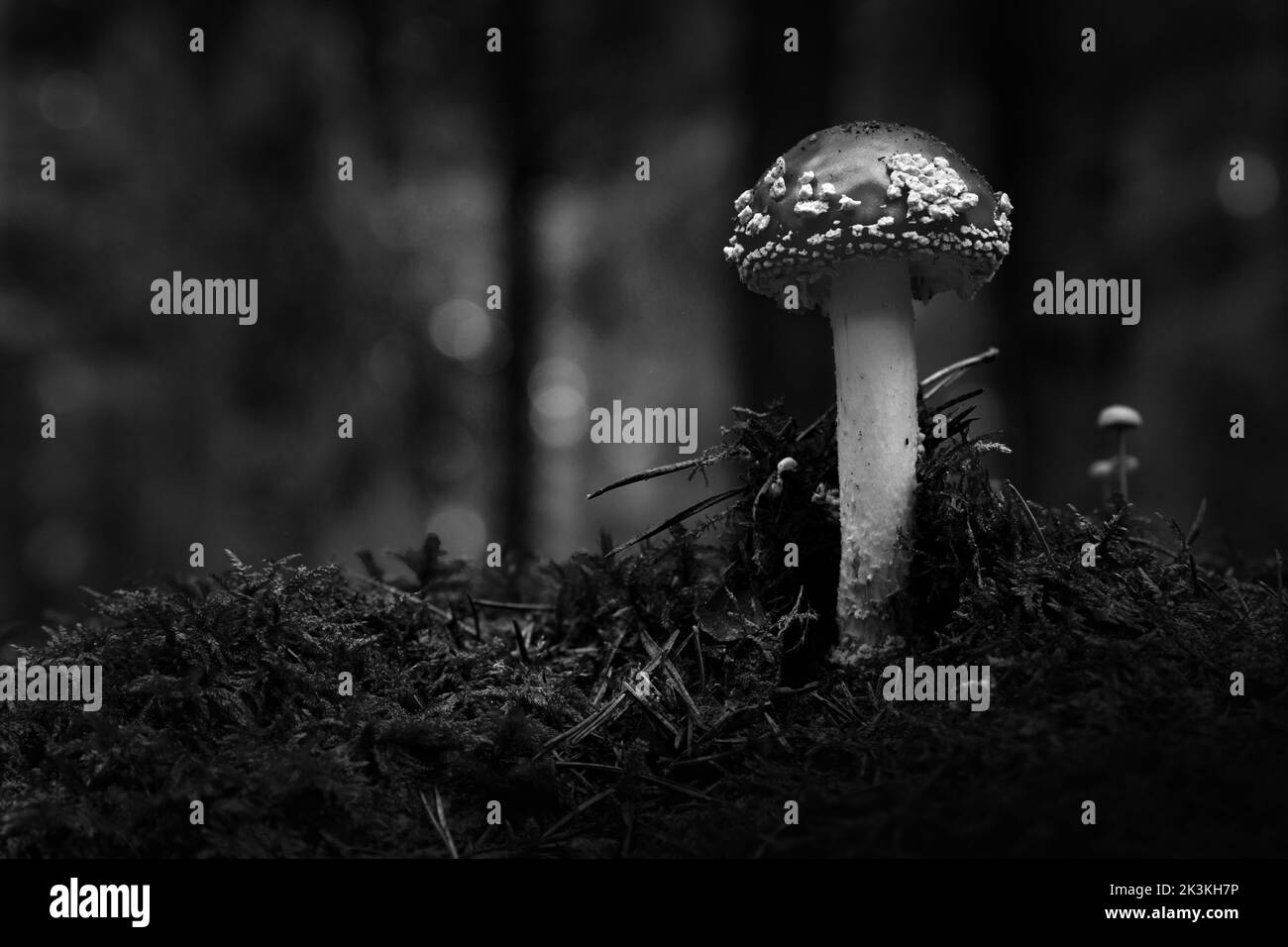 amanita (Amanita muscaria) est un basidiomycète du genre Amanita. Banque D'Images