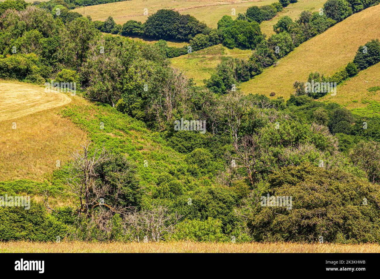 Une vue dans le parc national d'Exmoor vers South Huckham de Coppleham près de Winsford, Somerset Royaume-Uni - Notez les arbres morts dans la vallée en raison de Ash Die Back Banque D'Images