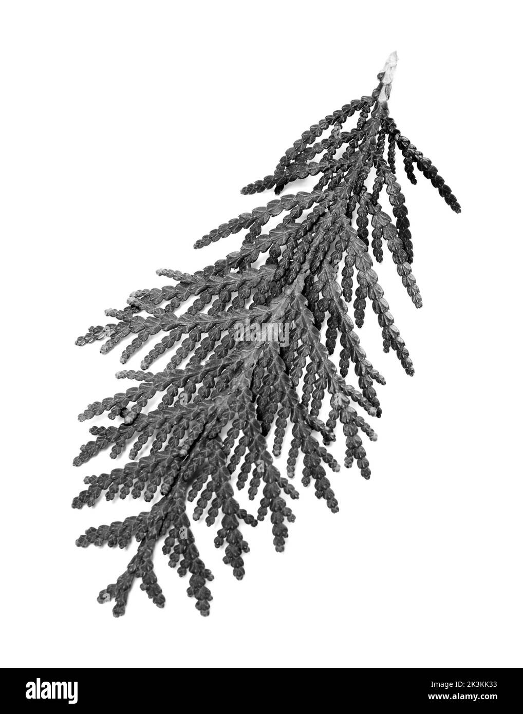 Vue rapprochée de la branche de thuja isolée sur fond blanc. Image en noir et blanc. Banque D'Images