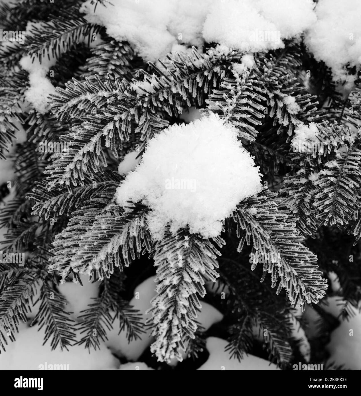 Branches enneigées de sapin le jour d'hiver froid après la chute de neige. Paysage noir et blanc. Banque D'Images