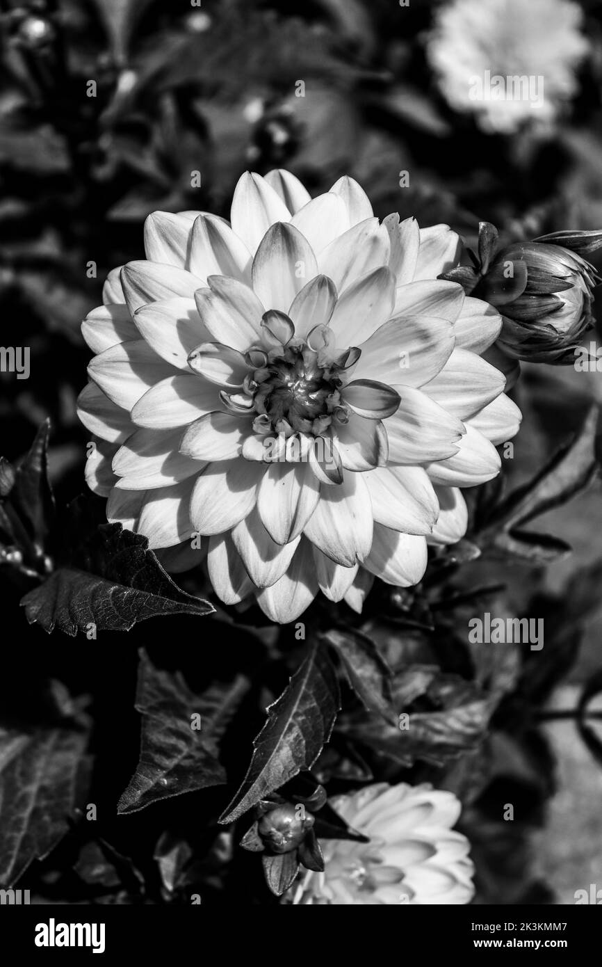Espèce de fleur de dahlia de couleur blanche avec des notes de jaune et de rose, photo faite en noir et blanc Banque D'Images