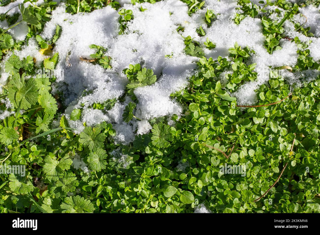 la neige blanche s'est accumulée sur l'herbe verte un jour d'automne. L'arrivée de l'hiver. Saisons. Banque D'Images