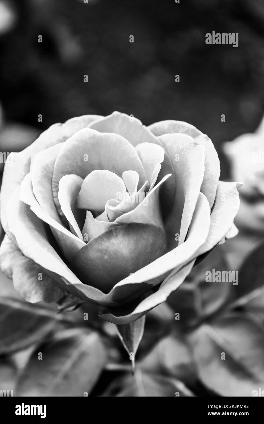 Un regard plus étroit sur une rose rose dans un jardin local, photo faite en noir et blanc Banque D'Images