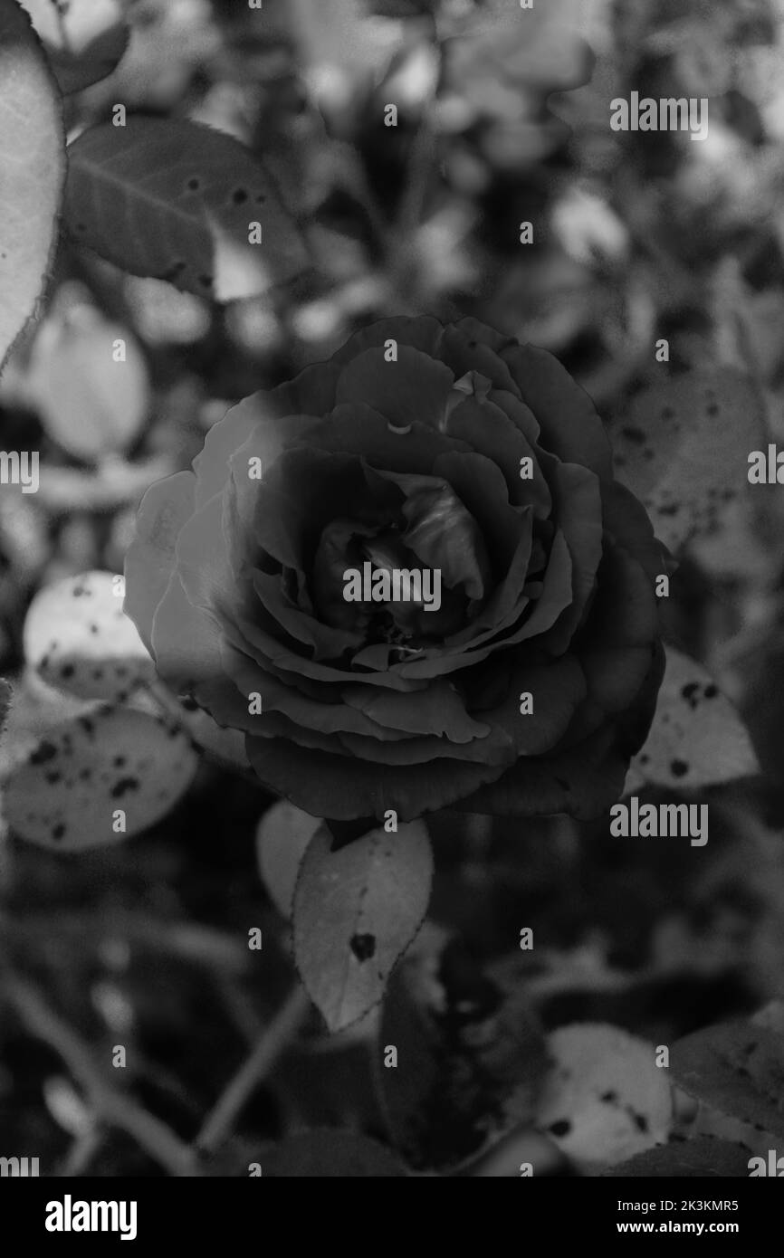 Rose rouge cultivée dans un jardin local, photo en noir et blanc Banque D'Images
