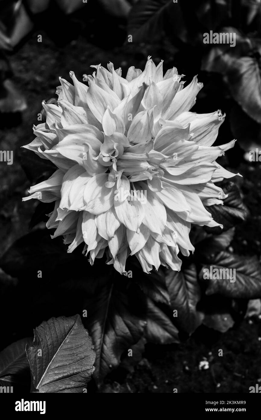 Espèce de fleur de dahlia de couleur blanche avec des nuances de jaune, photo faite en noir et blanc Banque D'Images