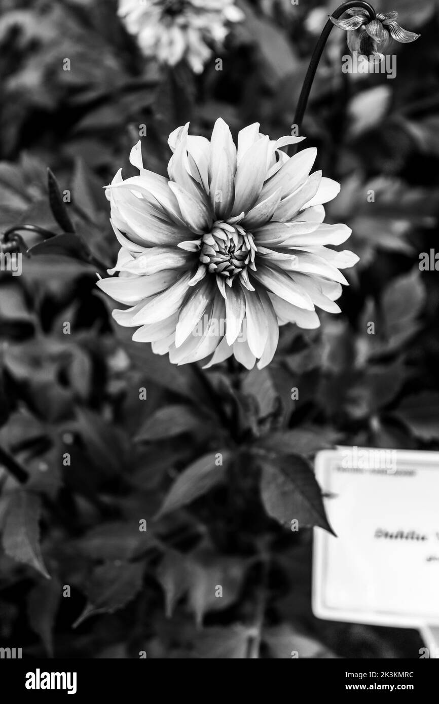 Espèce de fleur de dahlia de couleur rose avec des touches de jaune situé dans un jardin local, photo faite en noir et blanc Banque D'Images
