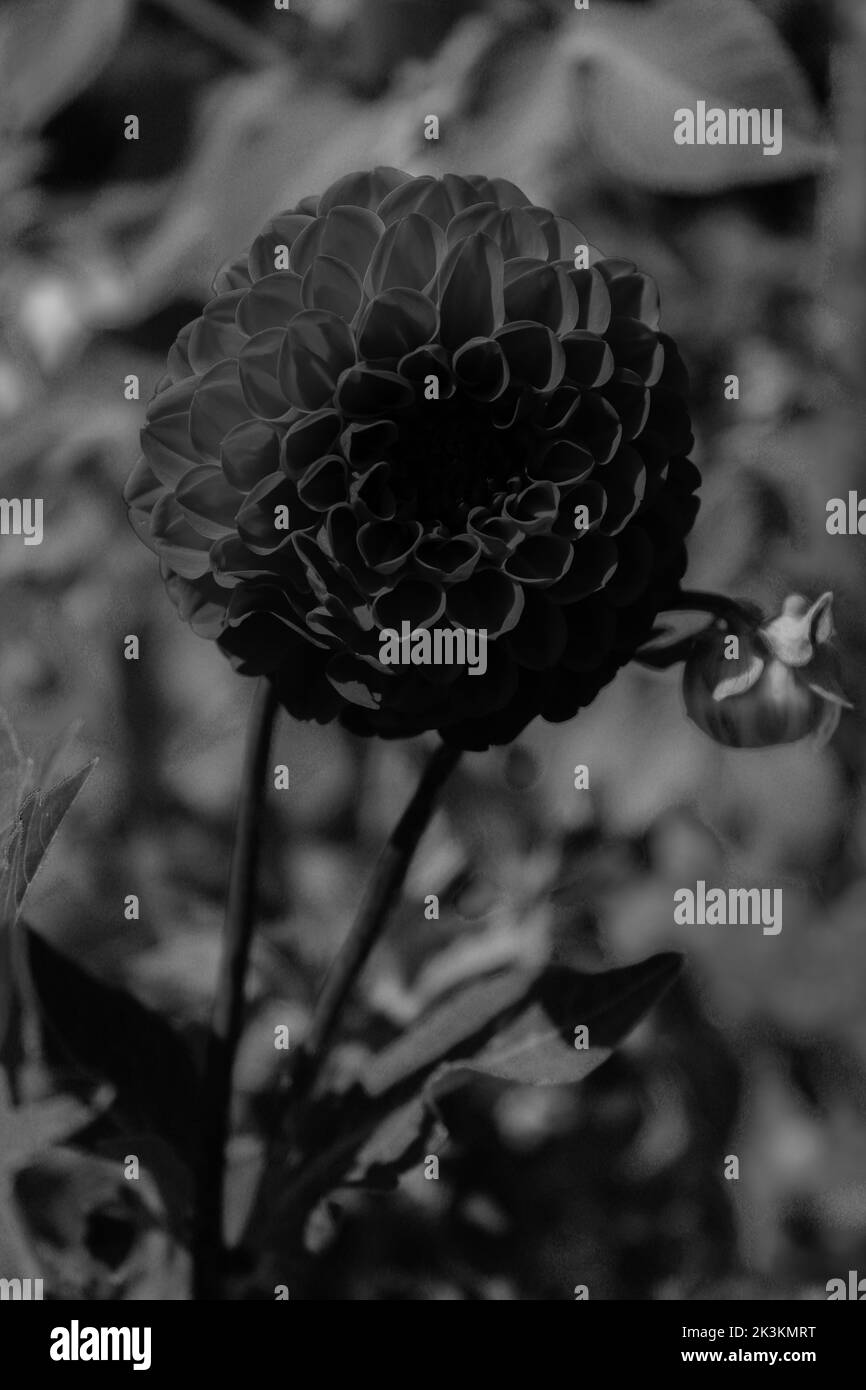 Un fil d'une fleur de pivoine dans un jardin local, photo faite en noir et blanc Banque D'Images