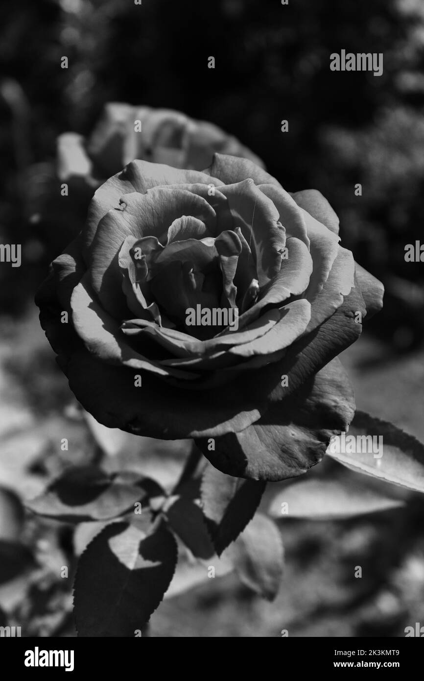 Rose rouge capturée un jour ensoleillé, photo en noir et blanc Banque D'Images