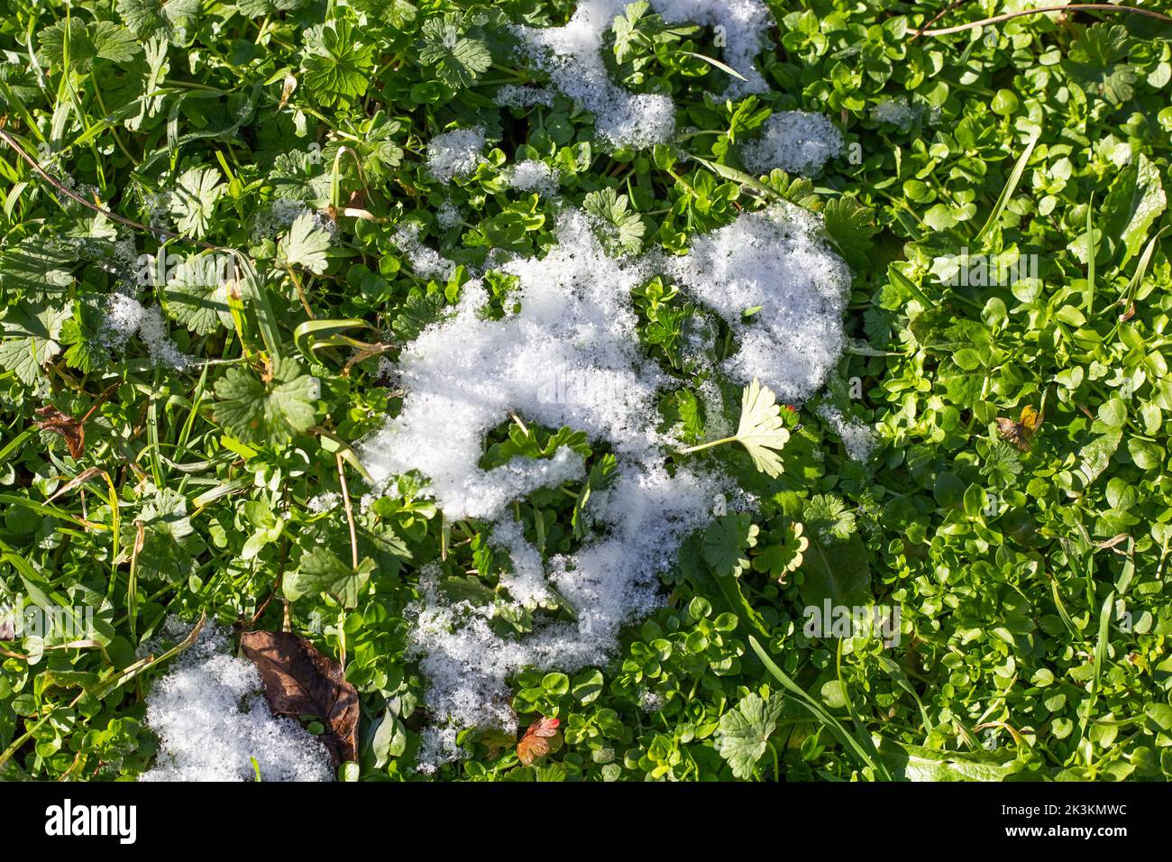 la neige blanche s'est accumulée sur l'herbe verte un jour d'automne. L'arrivée de l'hiver. Saisons. Banque D'Images