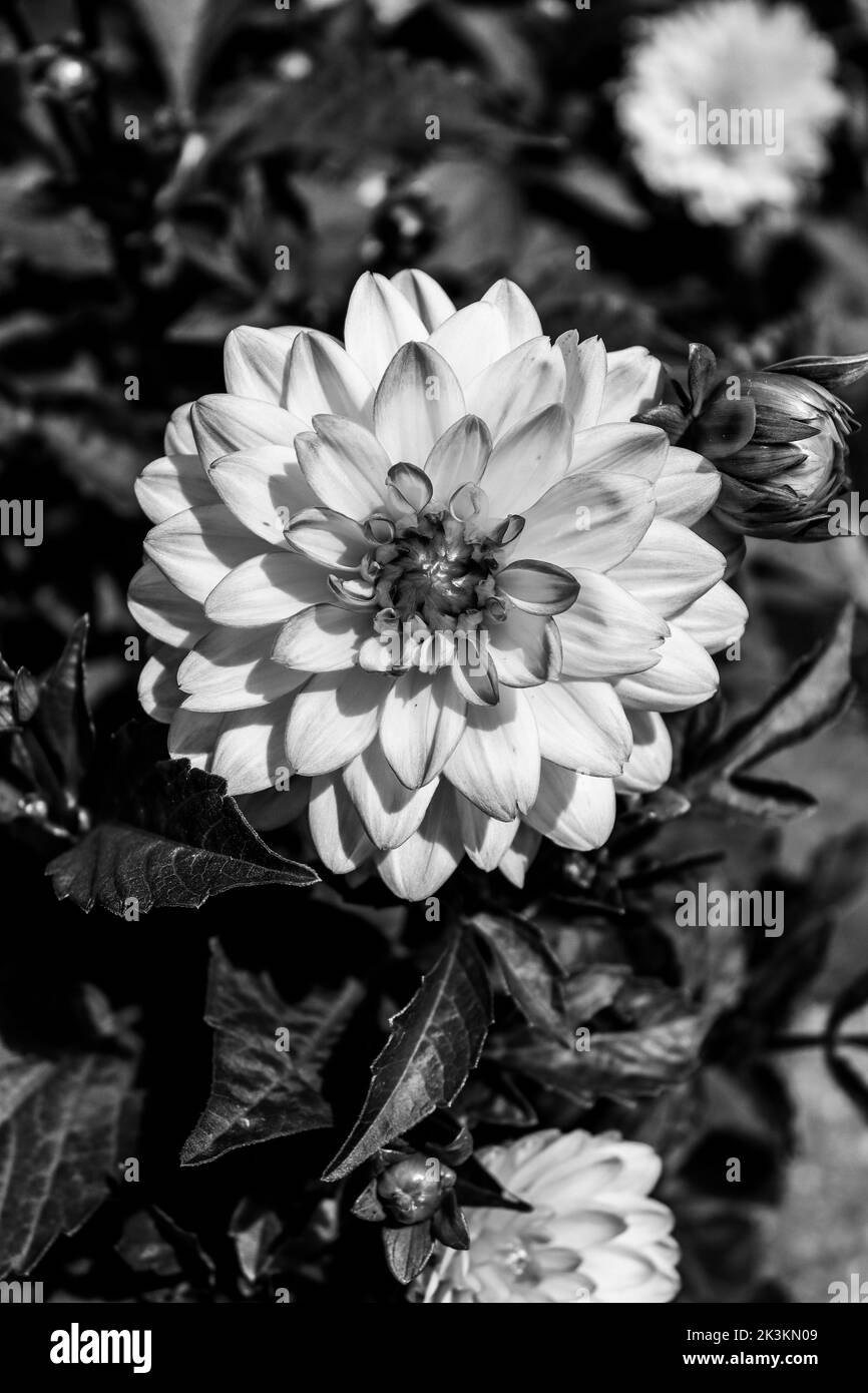 Espèce de fleur de dahlia de couleur blanche avec des notes de jaune et de rose, photo faite en noir et blanc Banque D'Images