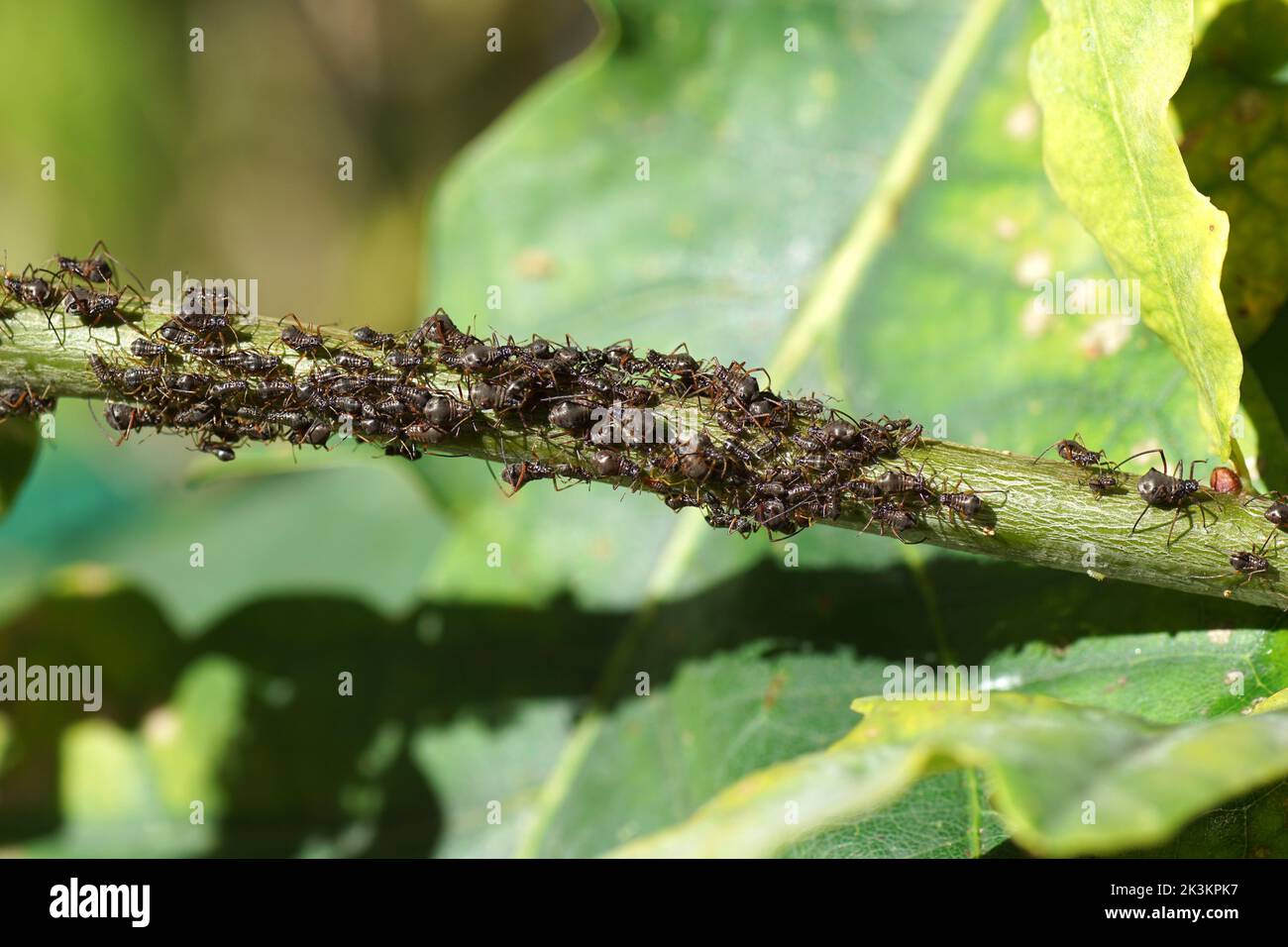 Plusieurs pucerons de chêne (Lachnus roboris) sur une jeune tige de chêne (Quercus). Automne, jardin hollandais Banque D'Images