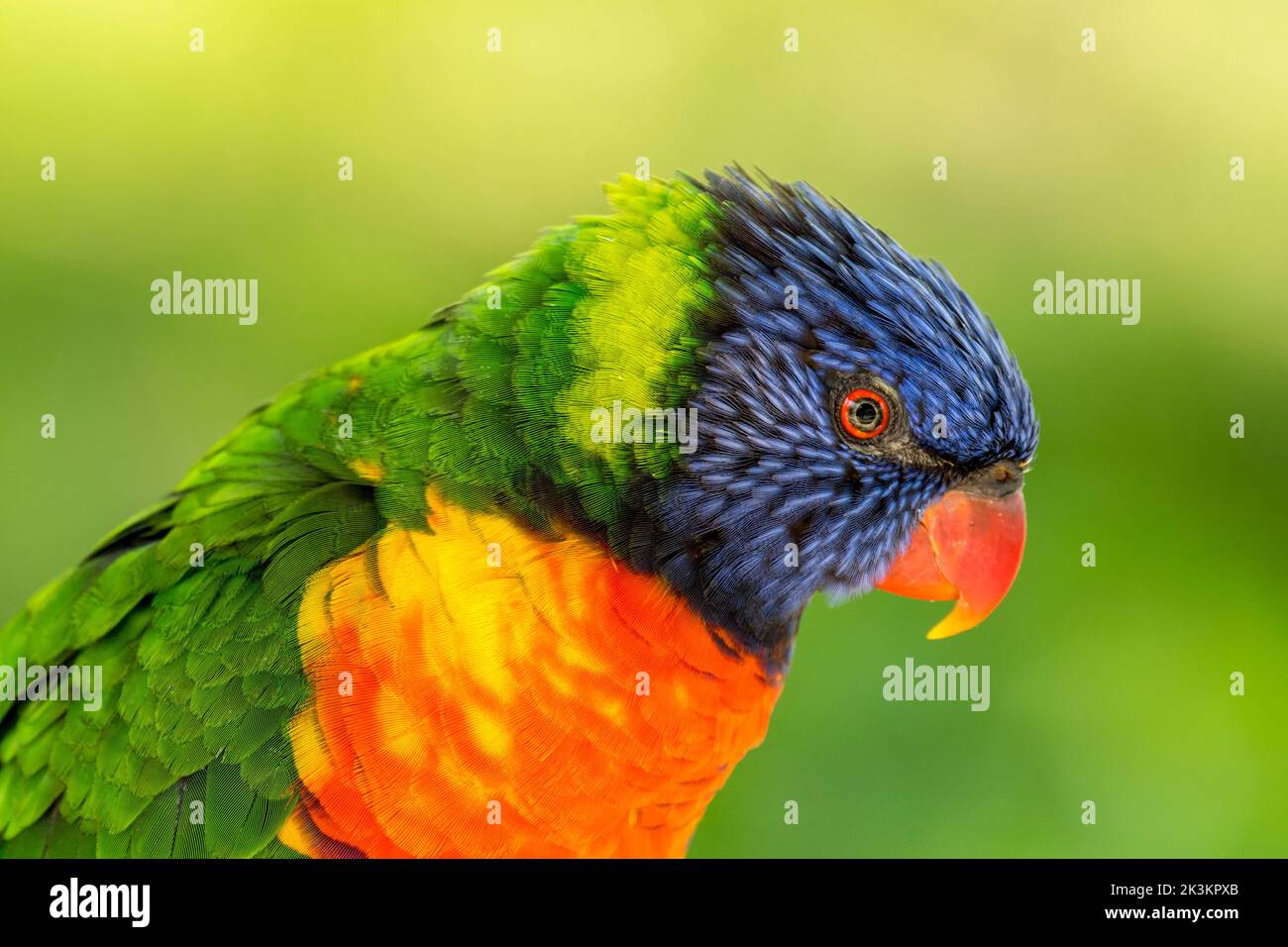 Rainbow Lorikeet (Trichoglossus moluccanus) gros plan, espèce de perroquet originaire d'Australie Banque D'Images