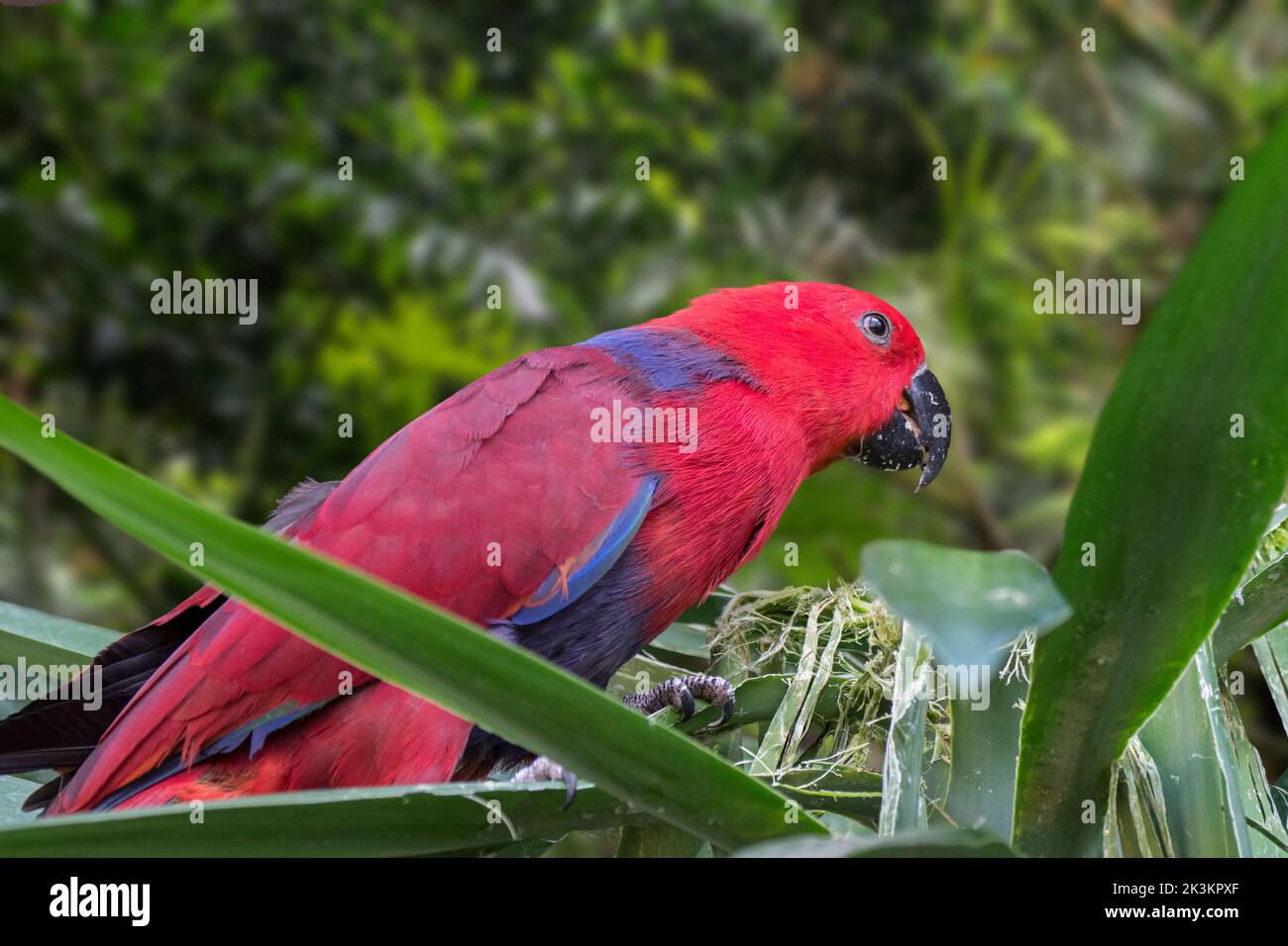 Eclectus perrot (Eclectus roratus) femelle perchée dans un arbre, originaire de Nouvelle-Guinée, d'Australie et d'Indonésie Banque D'Images