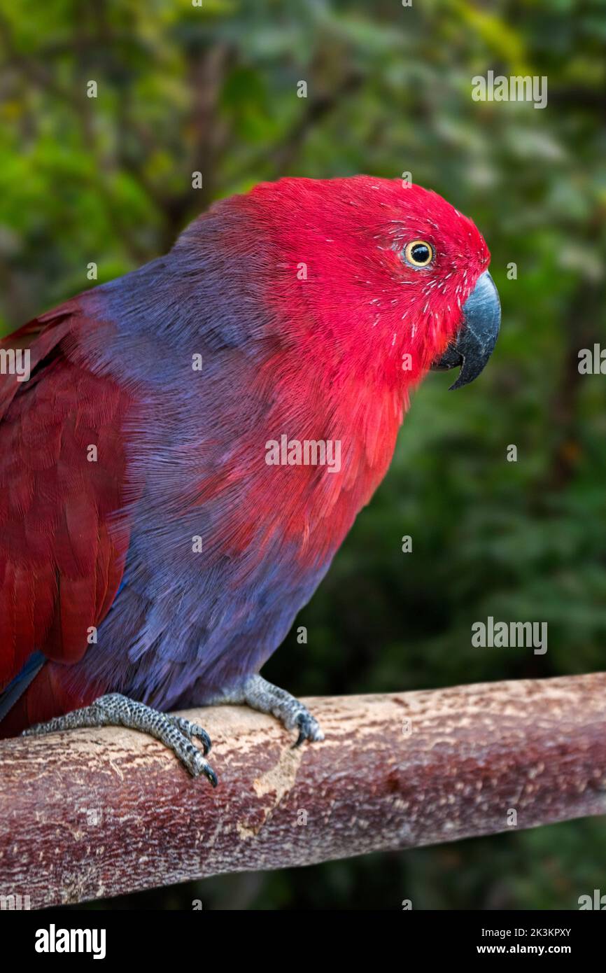 Eclectus perrot (Eclectus roratus) femelle perchée dans un arbre, originaire de Nouvelle-Guinée, d'Australie et d'Indonésie Banque D'Images