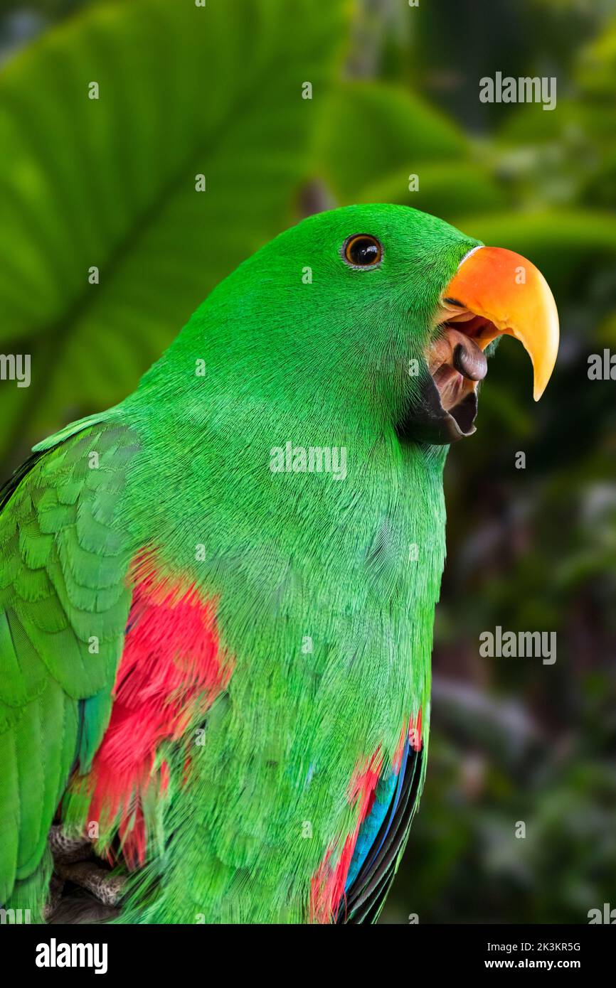 Eclectus perroquet (Eclectus roratus) gros plan de l'homme appelant montrant le bec ouvert et la langue, originaire de la Nouvelle-Guinée, de l'Australie et de l'Indonésie Banque D'Images