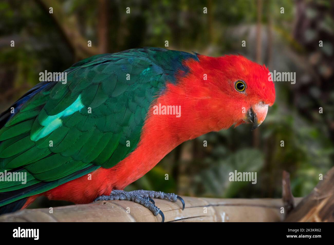 Perroquet royal australien (Aosterus scapularis / Psittacus cyanopygius) perché dans un arbre, endémique à l'est de l'Australie Banque D'Images