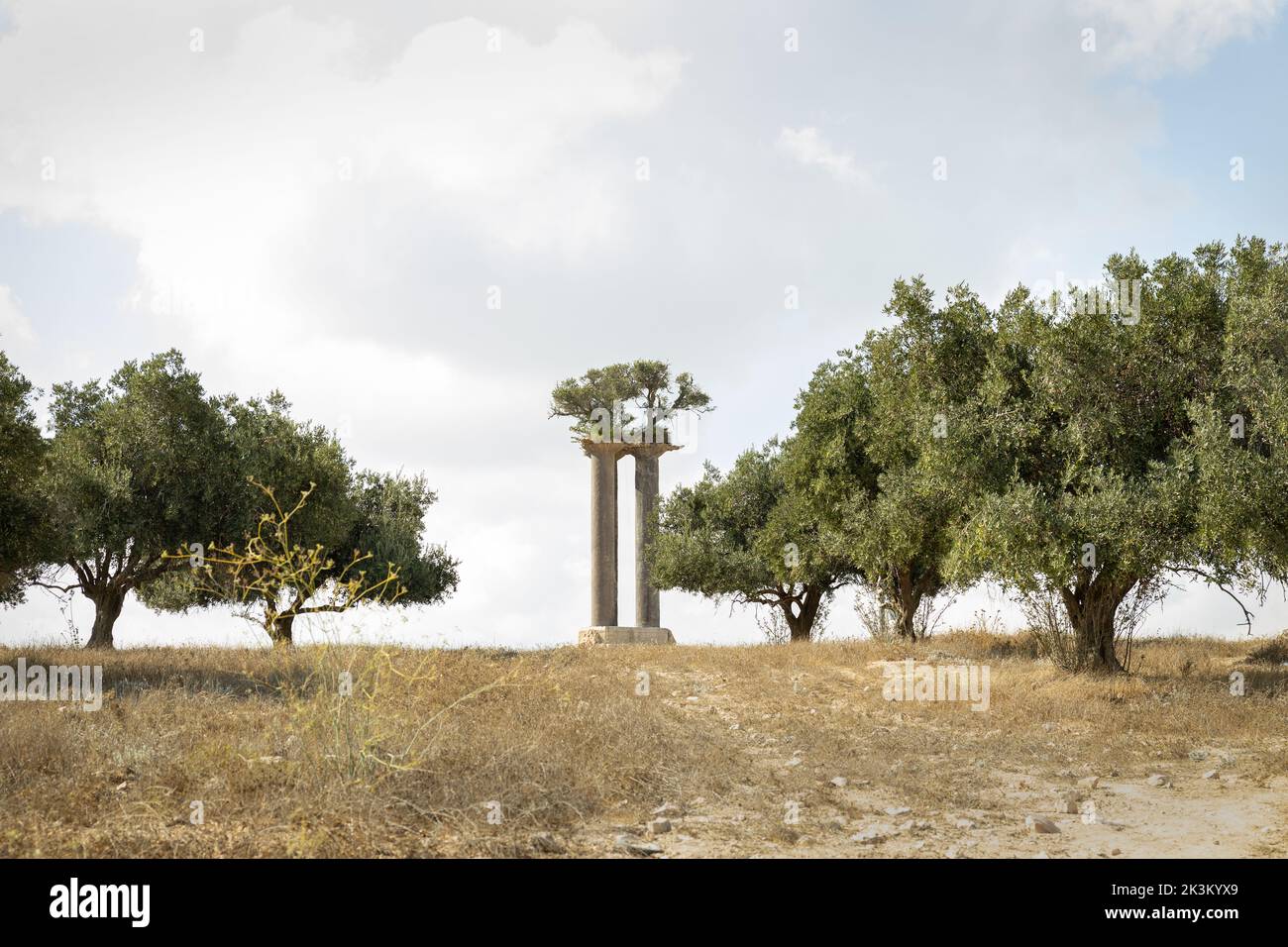 Colonnes d'olives, art environnemental par Ran Morin Banque D'Images