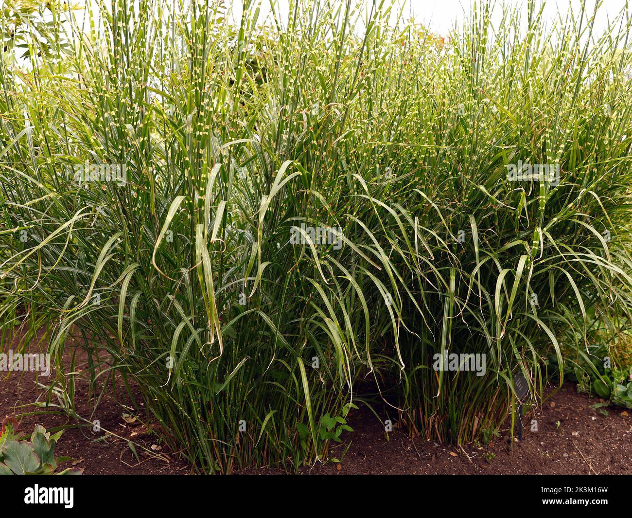 Fermez la plante herbacée ornementale caduque vivace Miscanthus sinensis Zebrinus zébra bandes horizontales de crème et de jaune pâle. Banque D'Images