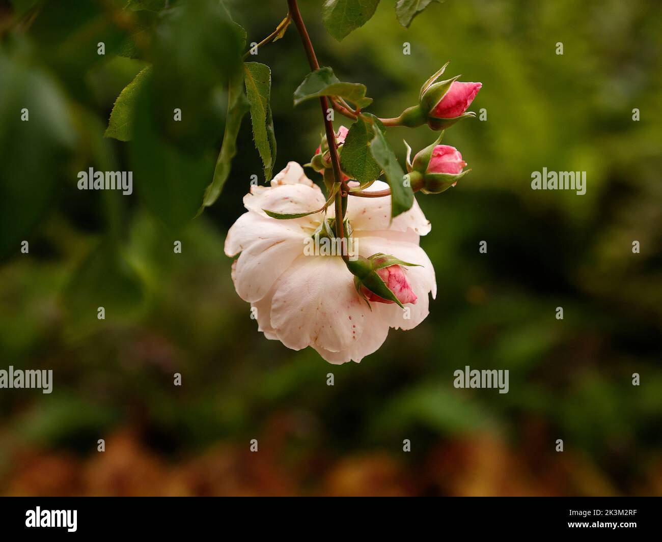 Gros plan de la floraison répétée l'escalade anglaise a augmenté le généreux Gardener avec très odorant rose pâle semi-double fleurs vu au Royaume-Uni. Banque D'Images