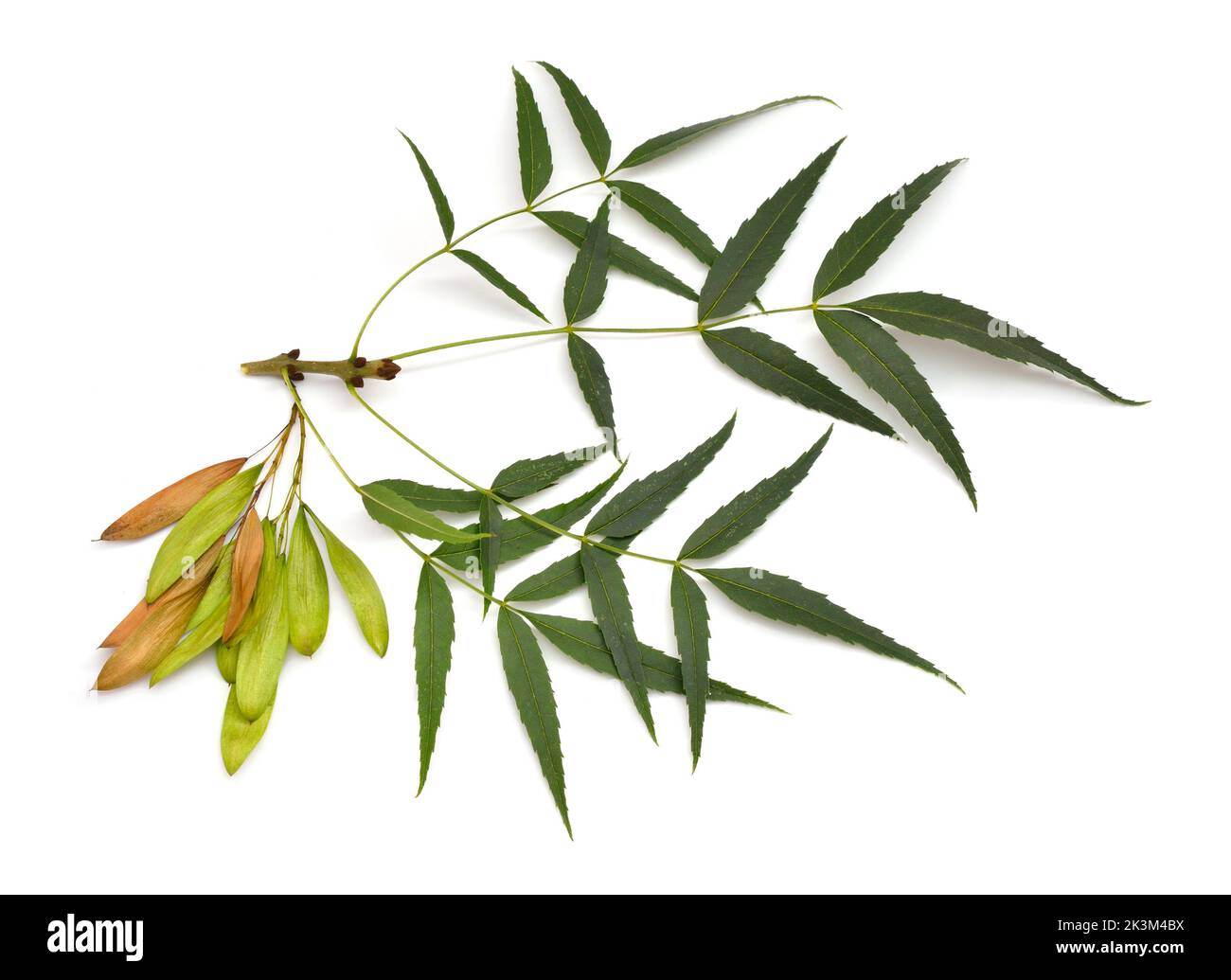 Fraxinus angustifolia, la frêne à feuilles étroites. Isolé sur blanc. Banque D'Images