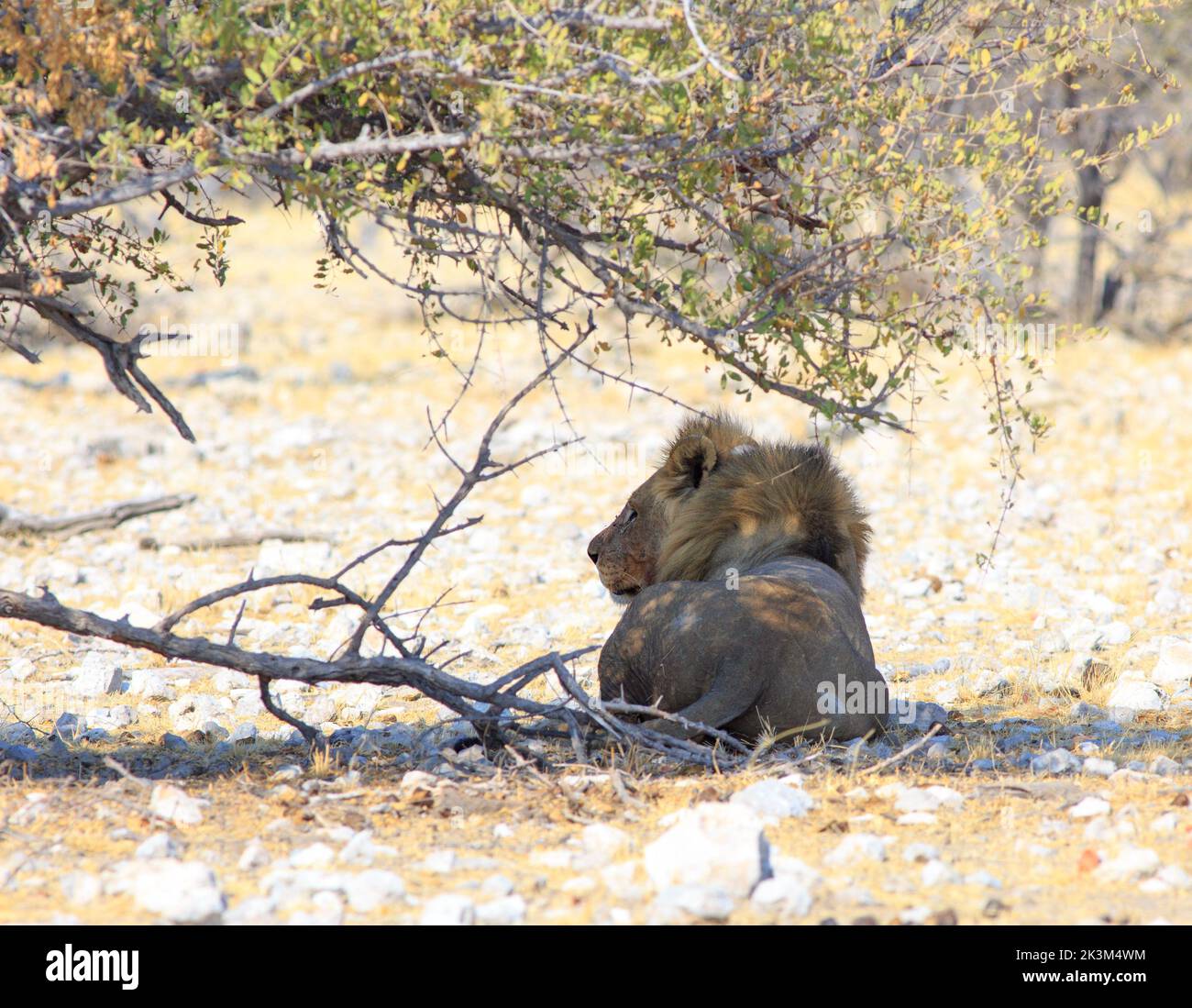 Le Lion mâle se ombrageant sous un petit Bush après avoir festin sur une mort récente. Parc national d'Etosha, Namibie Banque D'Images