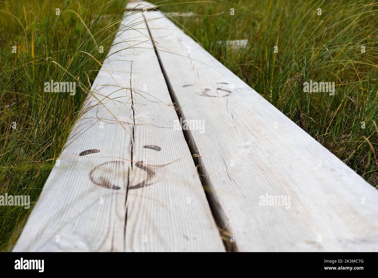 Le cerfeuil de la forêt finlandaise est imprimé sur un sentier de promenade dans le parc national de Salamajärvi, en Finlande Banque D'Images