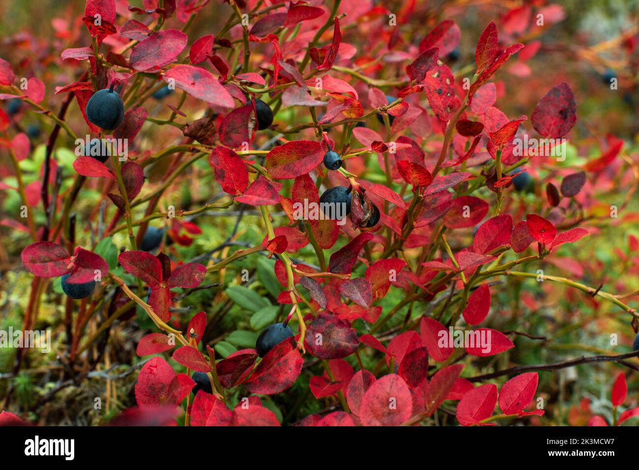 Gros plan de feuilles et de bleuets rouges (Vaccinium myrtillus) en automne Banque D'Images