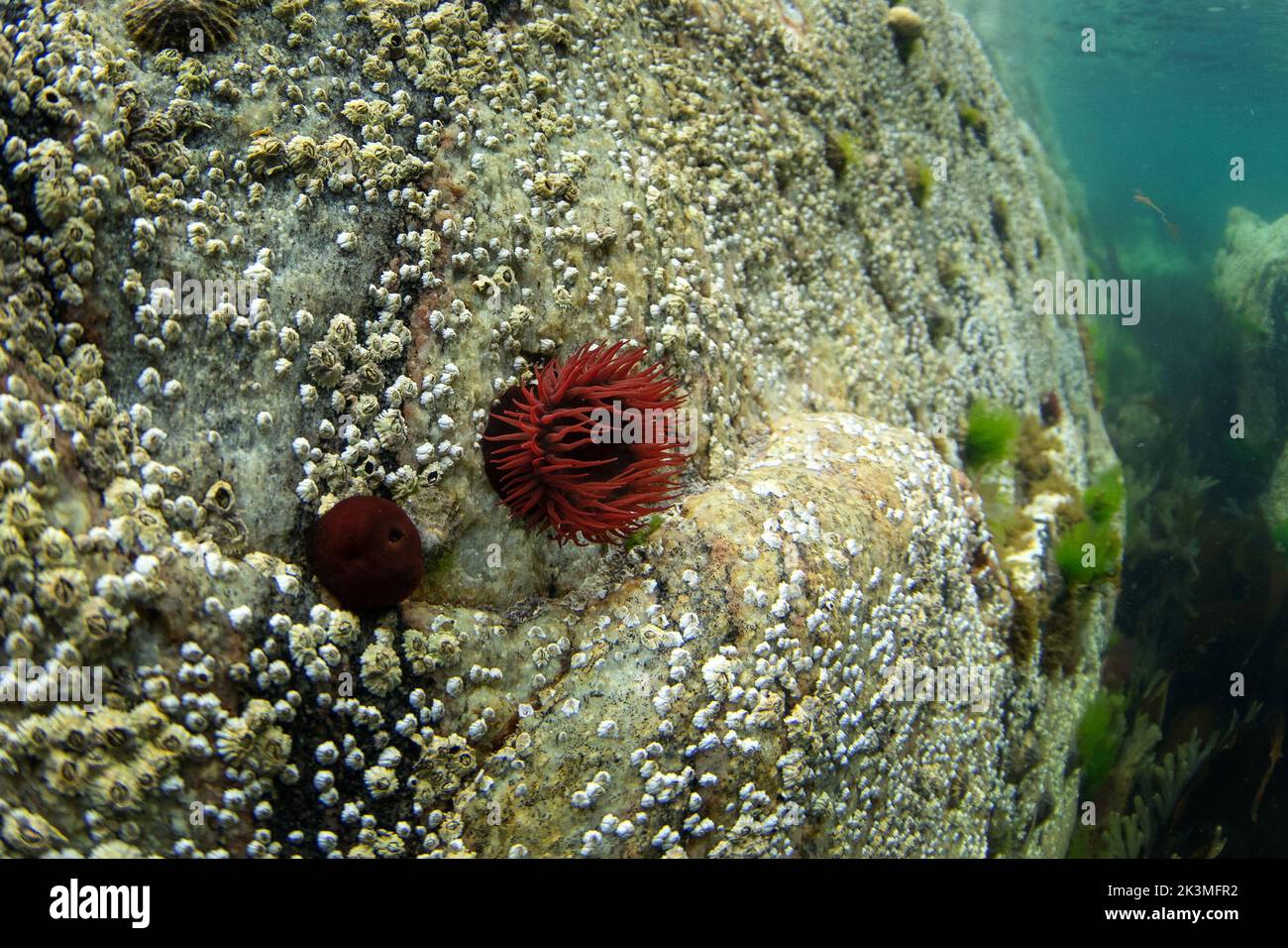 Anémone fraise sur le fond. Actinia fragacea sur la côte écossaise. Plongée dans l'eau de l'Ecosse. La nature en Europe. Banque D'Images